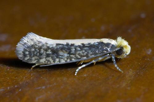 Réf. 330 368 : Monopis crocicapitella